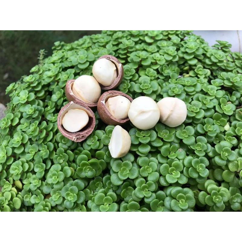 Hạt macca Đăk Lăk sấy dập nứt (Đỉnh)