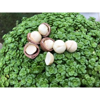 Hạt macca Đăk Lăk sấy dập nứt (Đỉnh)