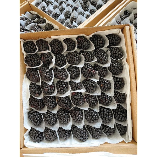 Mâm xôi đen, Phúc Bồn Tử nhà trồng 500g