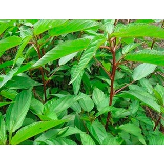 Hạt giống Rau Đay đỏ (10 gram)