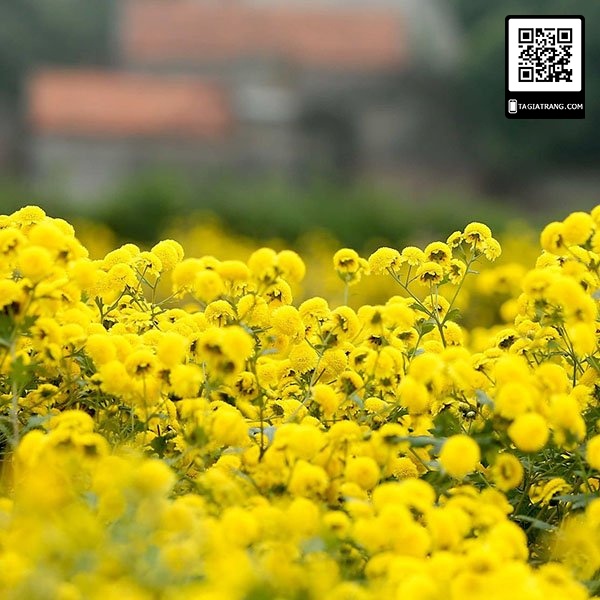 hạt giống hoa CÚC VÀNG MINI, Coreopsis Plains Cao,  màu vàng tươi với tâm màu đỏ.