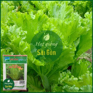 Hạt Giống Cải Bẹ Dún 10gr
