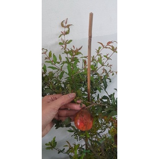 Cây 🌲 Lựu Ấn độ cao 1m2 đang trái