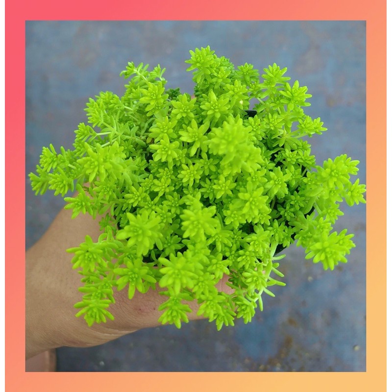 CỎ SEDUM VÀNG SIZE BÉ, HÀNG ĐÀ LẠT, SIÊU XINH SIÊU KHỎE, LỖI 1 ĐỔI 1