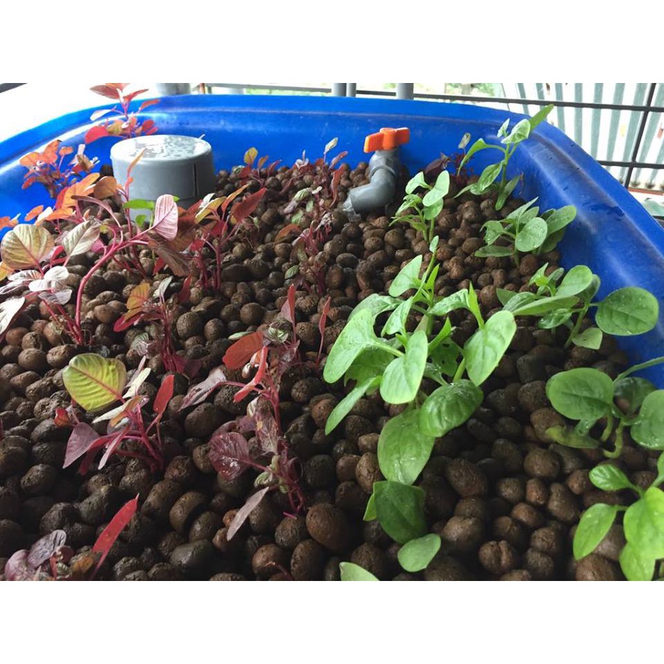 Đất Sét Nung Trồng Cây (Gói 1dm)