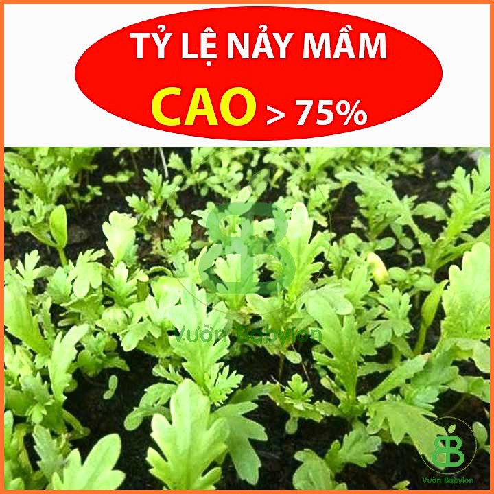 Hạt Giống Cúc Nếp 20Gr