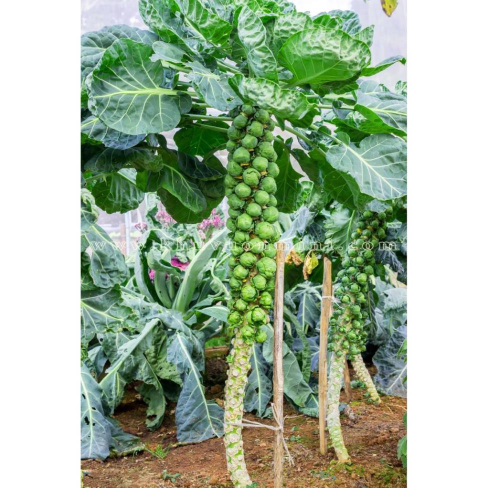 Gói 0.5GR hạt giống Bắp Cải Tí Hon UY TÍN, GIÁ RẺ, CHẤT LƯỢNG BÀ CON AN TÂM ƯƠM MẦM