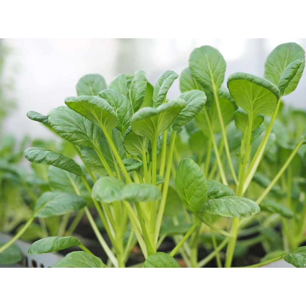 Bán buôn Hạt giống cải ngọt ăn non LUCKY SEEDS bao đẹp
