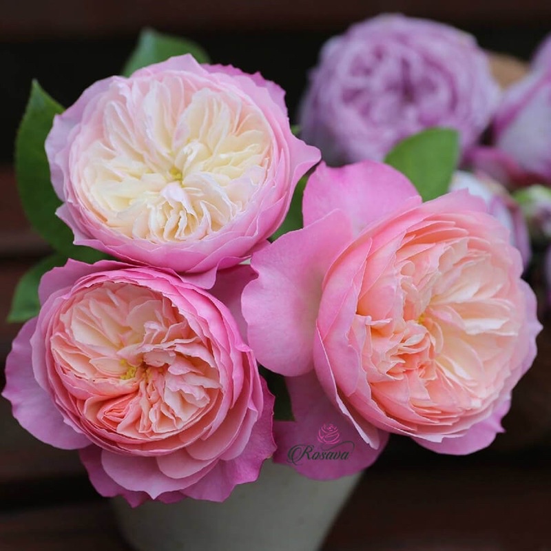 Hoa hồng leo Constance rose - hoa chùm, lâu tàn