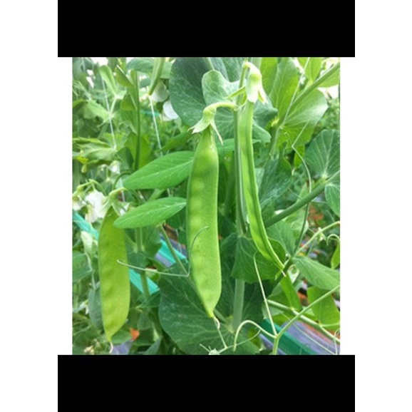 25_32H đậu Hà Lan