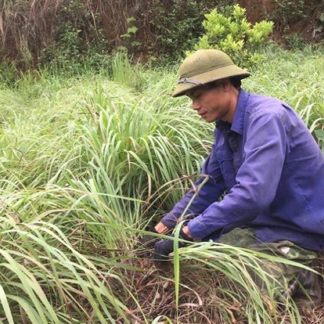 Tinh dầu Sả 1 lít nguyên chất