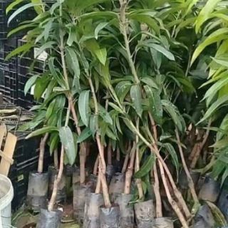 CÂY XOÀI THÁI TÍM