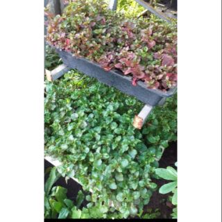 Rau cải xoong Nhật Bản, rau bầu đất