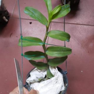 Phi điệp hồng mỹ nhân