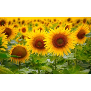 Gói 30 Hạt Giống Hoa Hướng Dương Cao Sungold - Trang Flower