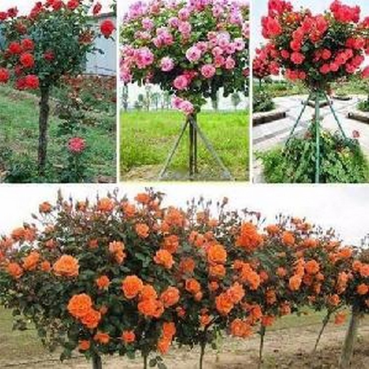 10 Hạt giống Hoa hồng Thân gỗ (tặng gói kích nẩy mầm và hướng dẫn)
