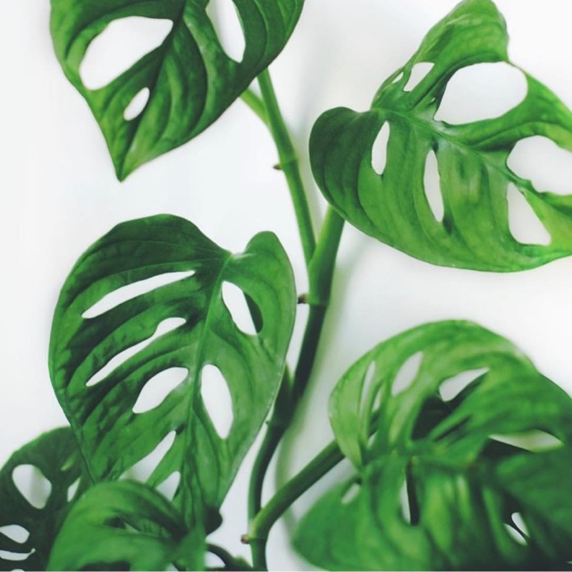 Cây trầu bà lỗ