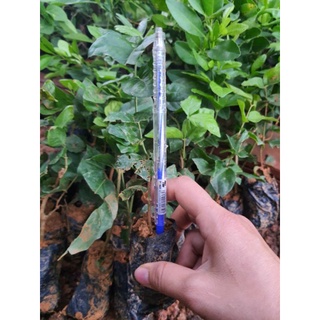 combo 3 cây hoa nhài ta