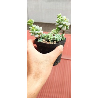 Sen đá sỏi thiên thanh size to