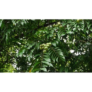Giống Cây Sấu (cây khỏe nhanh có trái)