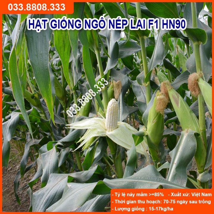 Hạt Giống Ngô Nếp Lai HN90 Đều Dẹp Thơm Tròn Hạt ( gói 100gram )