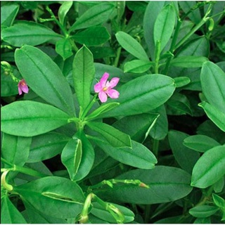 Hạt Giống Sâm Đất  - (Talinum.Crassifolium,Willd)  - 20 hạt