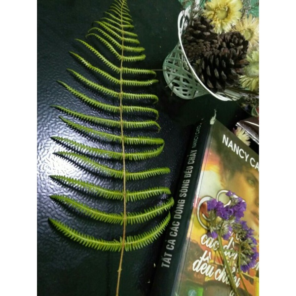 Bó 10 cành dương xỉ khô màu tự nhiên Đà Lạt, 15 - 45cm