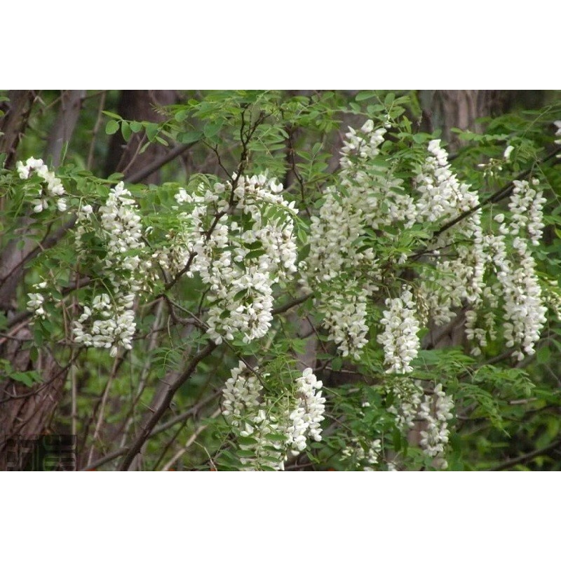 COMBO 2 CÂY GIỐNG CÂY HOA HÒE ,