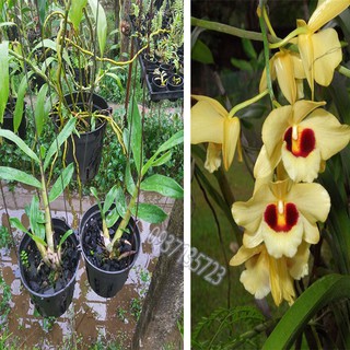 cây Lan Dendrobium Gatton Sunray--[ cây còn nhỏ ]