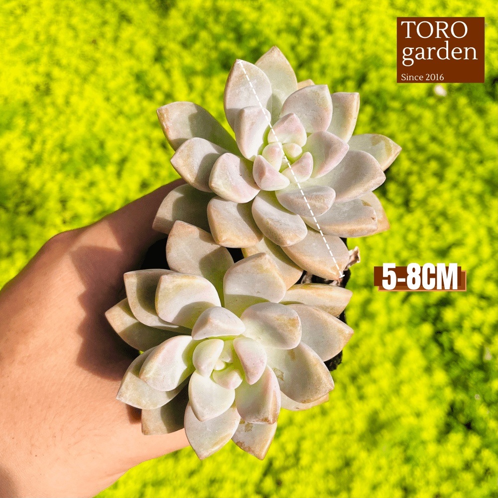 Sen đá pink gem Đà Lạt size bé cây cảnh trang trí nhà cửa Toro garden