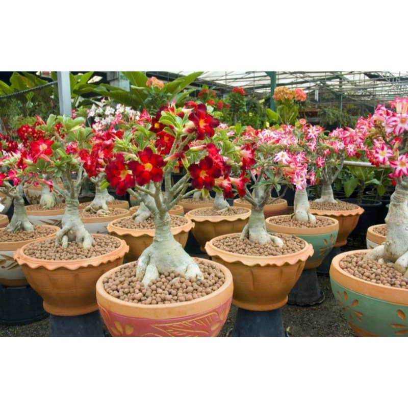 Đất Sét Nung Popper Thái Lan Trồng Lan, Sen Đá, Sứ Cây Cảnh gói 1 lít