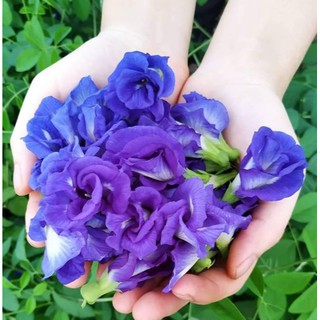  HẠT GIỐNG HOA ĐẬU BIẾC