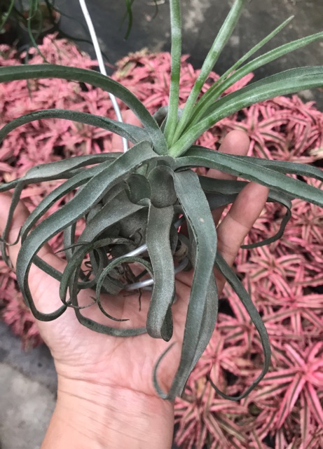 Cây không khí Tillandsia streptophylla