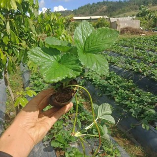 Dâu tây Nhật Lùn đang bói hoa ( mua từ 5 cây tặng ngay phân bón)