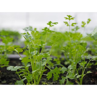 HẠT GIỐNG NGÒ RÍ 10GR