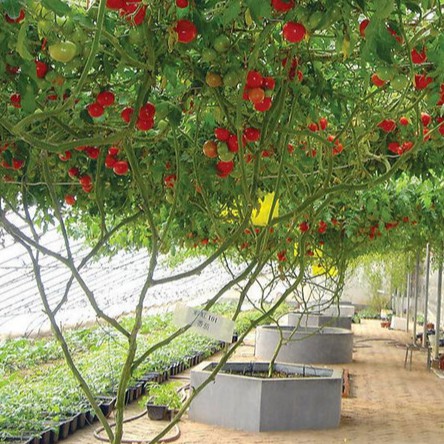 Hạt giống cà chua bạch tuộc F1