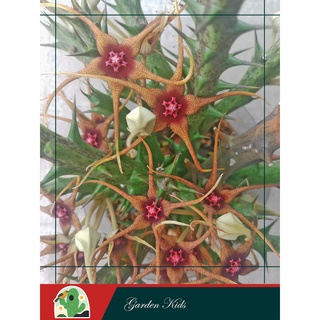 Xương rồng sao biển hoa cam (Orbea Caudata Subsp Rhodesiaca)