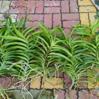 (Mua 10 tặng 1) Combo 10 cây lan Mokara giống
