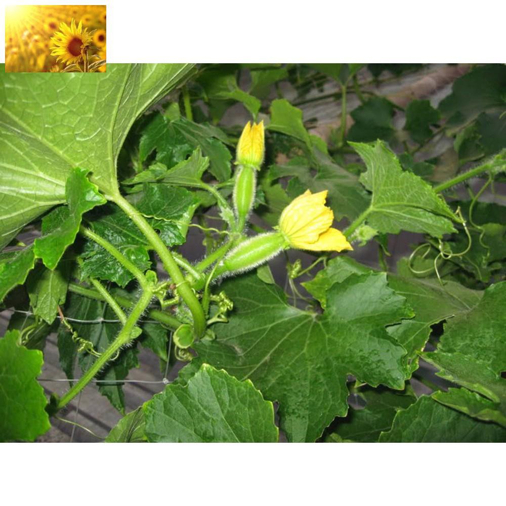 Hạt Giống Bí Đao Xanh Cao Sản  - Dễ Trồng, Mát, Ngọt, Bổ Dưỡng - MUA 3 TẶNG 1 CÙNG LOẠI
