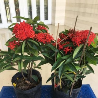 Hoa mẫu đơn mỹ màu đỏ rực , cây đẹp, giống chuẩn