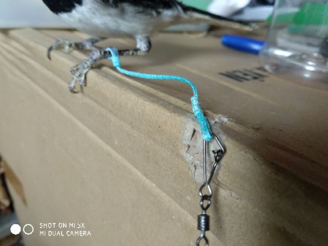 Xích chân chòe than, chòe lửa, chào mào