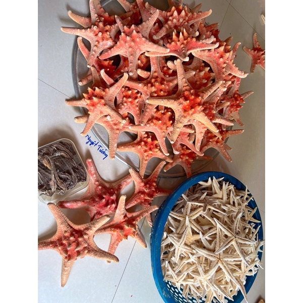 1 Sao Biển Đỏ size To như hình