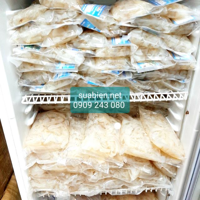 Sứa biển