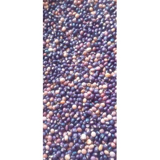 500 gram đậu săng