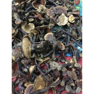 Sỉ giá gốc nấm lim xanh hàng rừng 500g - 1kg