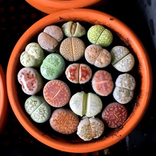 Combo 10 lithop/thạch lan/sen mông 1.2-2cm
