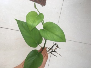 Trầu bà trang trí