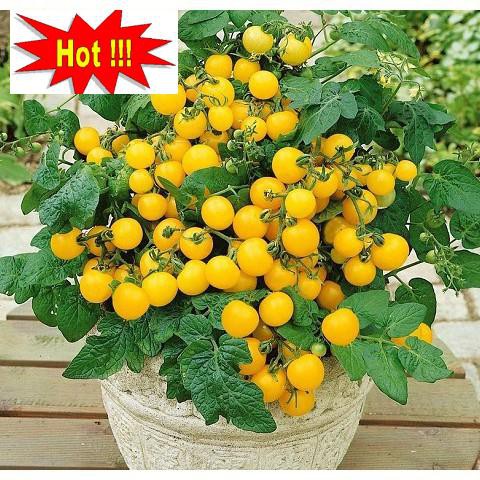 Hạt giống Cà chua bi lùn vàng (20 hạt)