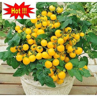 Hạt giống Cà chua bi lùn vàng