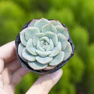 Sen đá liên đài trắng 5-7cm - Vườn sen đá